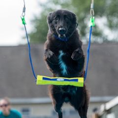 Belgian Sheepdogs from Isengard