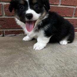 Girl 2 - Pembroke Welsh Corgi puppy in Piedmont, Alabama from Southern Raised Corgis