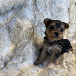 Tia - Black and tan female Yorkshire Terrier puppy in Bennettsville, South Carolina from Cottonwood Maltese
