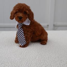 Bode - Red male Cavapoo puppy in Apopka, Florida from Rae Precious Puppies