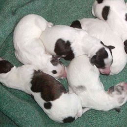 Silken Windhound Puppies from Allagante Silkens