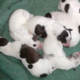 Silken Windhound Puppies from Allagante Silkens