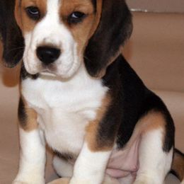 Beagles from Nor'easter