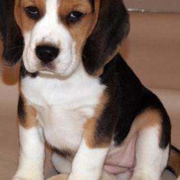 Beagles from Nor'easter