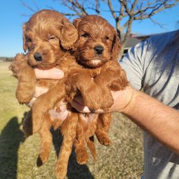 Goldendoodle Puppies from Teddy Doods