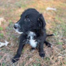 Cowboy - Black male Bordoodle puppy in Winnsboro, Texas from Pecan Grove Pups