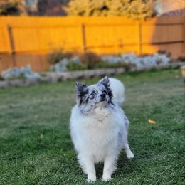 Rose - Pomeranian