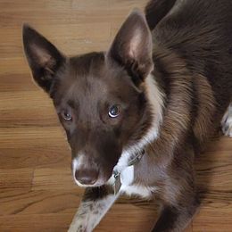 Chip - Border Collie