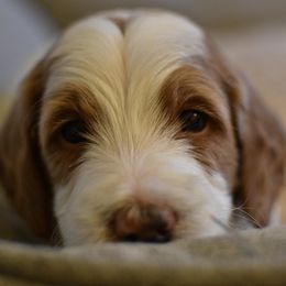 Goldendoodle Puppies from DaisysdoodlesAZ