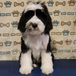 Wish Bear - Black and white male Tibetan Terrier puppy in Lane County, Oregon from Zara Tibetan Terriers