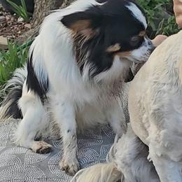 Biewer Terrier and Papillon Puppies from Southern Belle's Biewer Terriers & Papillons