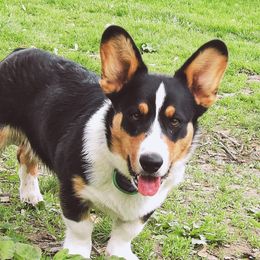 Geralt - Cardigan Welsh Corgi
