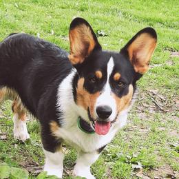 Geralt - Cardigan Welsh Corgi