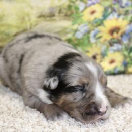 Blue Merle Male1 - Blue merle male Miniature Australian Shepherd puppy in Ronan, Montana from Dirt Road Aussie’s of Montana