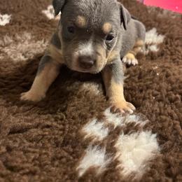 Viserys - Blue tri-color male American Bully puppy in Henderson, Kentucky from Medusa’s Bullies