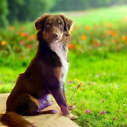Rowan - Miniature American Shepherd