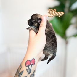 Snap - Orange sable male Pomeranian puppy in Idaho Falls, Idaho from Country Life Pomeranians