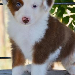 RMM-1 - Red merle male Miniature American Shepherd puppy in Baker City, Oregon from Back Country Aussies