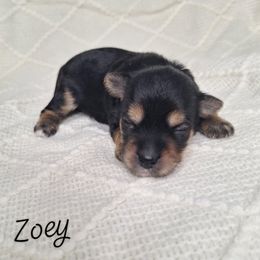 Zoey - Black and gold female Yorkipoo puppy in Eau Claire, Wisconsin from Fisher River Doodle's
