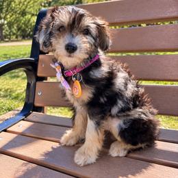 Betty (pink) - Merle female Bernedoodle puppy in Rising Sun, Indiana from Ruby Lane Doodles