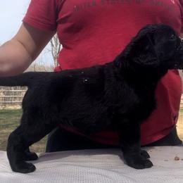 Snow White - Black Labrador Retriever puppy in Camden, Tennessee from Pure Heaven Labs