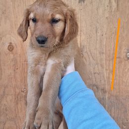 Bellini now Pumpkin - Dark golden female Golden Retriever puppy in Tenino, Washington from Oak River Goldens'