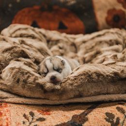 Hecate - Gray and white female Siberian Husky puppy in Front Royal, Virginia from North River Siberians