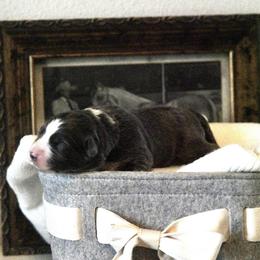 Pop (Orange) - White and blue male Border Collie puppy in Lodi, California from R3 Sport Dogs (Rafter 3 Ranch)