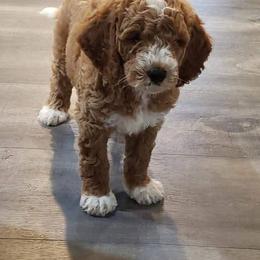 Goldendoodle Puppies from Mini Island Doodles