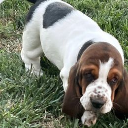 Basset Hound Puppies from Irish Acres Basset Hounds