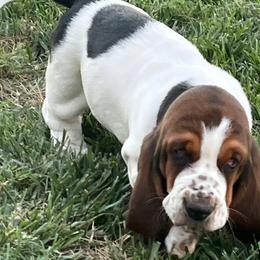 Basset Hound Puppies from Irish Acres Basset Hounds