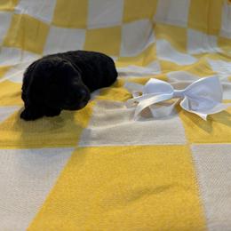 Scholar - Black male Goldendoodle puppy in Camden, North Carolina from Oopsie Doodles of NC