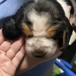Basset Hound Puppies from 5th Day Farm