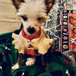 Chihuahua and Chinese Crested Puppies from Western Kentucky Chihuahua’s and Chinese Crested’s