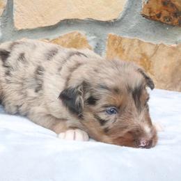 Chroma - Red merle female Australian Shepherd puppy in Macon, Georgia from Shaina’s Shepherds