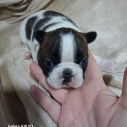 Jersey - Brindle and white female Boston Terrier puppy in Catawba, North Carolina from Lil Wiggles Boston Terriers