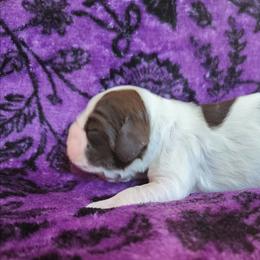 AKC Yahtzee - Brown and white female Cocker Spaniel puppy in New Market, Tennessee from Down in the Holler