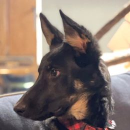 German Shepherds from Cregar German Shepherd Dogs