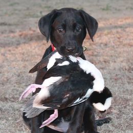 Labrador Retriever Puppies from Duck Creek Kennels