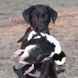 Labrador Retriever Puppies from Duck Creek Kennels