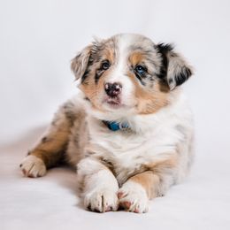 Border Collie Puppies from Snow Pine Ranch
