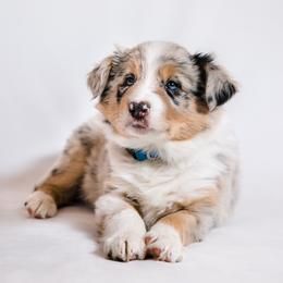 Border Collie Puppies from Snow Pine Ranch
