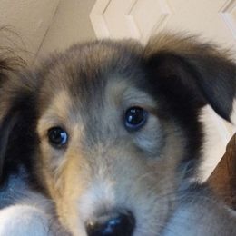 Boy 4 - Sable and white male Collie puppy in Silsbee, Texas from Jeanah's Pups