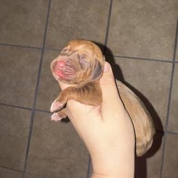 Yellow boy - Red male Bloodhound puppy in Conway, Missouri from Ozark Mountain Kennel