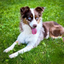Willow - Toy Australian Shepherd