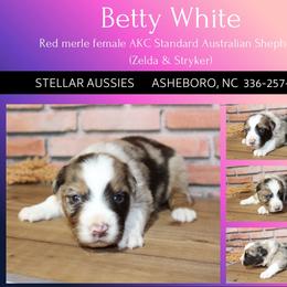 Betty White - Red merle female Australian Shepherd puppy in Asheboro, North Carolina from Stellar Aussies
