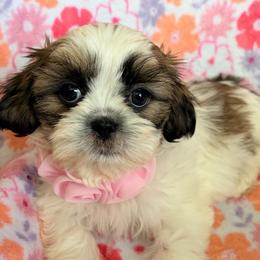 Rainbow - Black gold and white female Shih Tzu puppy in Hemet, California from Aloha Shih Tzu