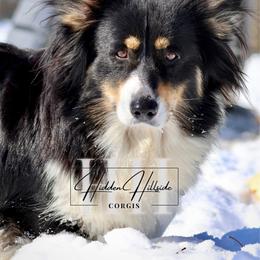 Viva - Pembroke Welsh Corgi
