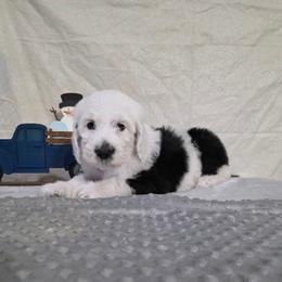 Sparkle - Black and white female Sheepadoodle puppy in Weatherford, Texas from Oodles of poodles and doodles