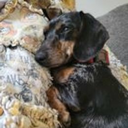 Patty - Dachshund